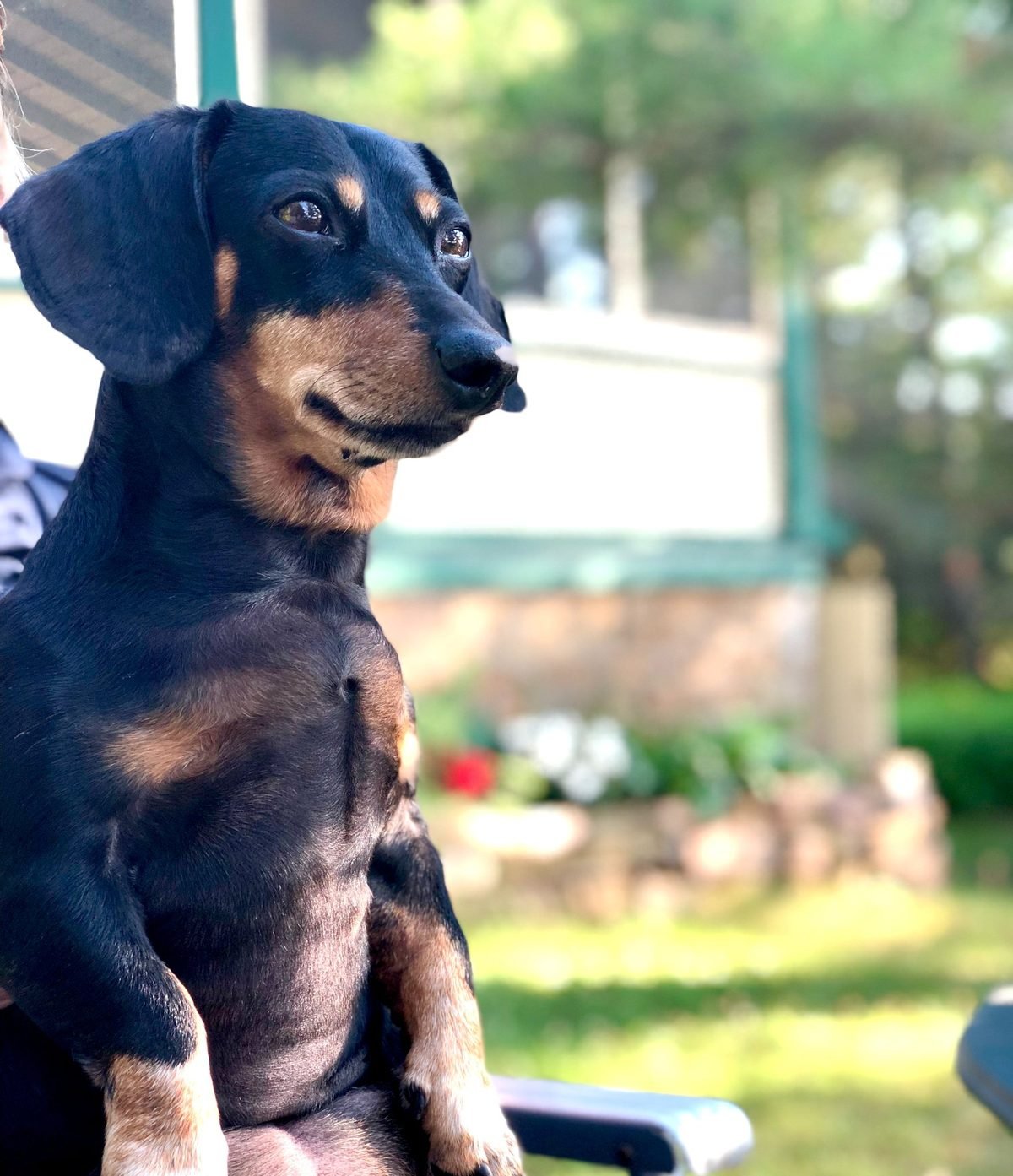 Presly as a puppy — the dog behind the brand